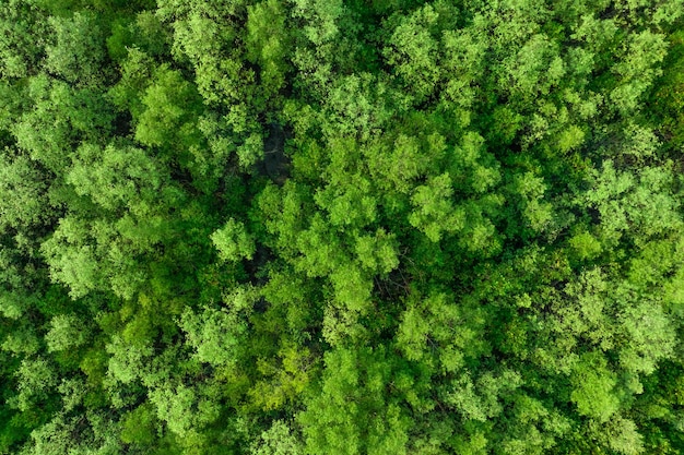 Aerial top view of mangrove forest Drone view of dense green mangrove trees captures CO2 Green trees