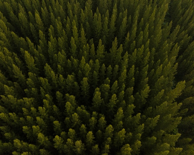 An aerial top view of the road in Pine trees Forest with Sunset scene