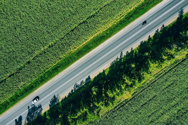 Aerial top view of a rural asphalt road through a green corn field in summer