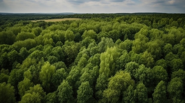 Aerial top view of summer green tree AI generated