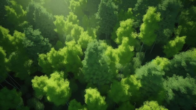 Aerial top view of summer green trees in forest