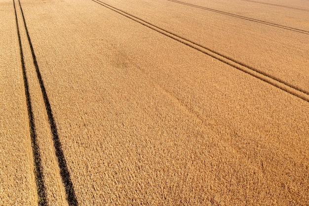 Aerial top view of wheat field and tracks from tractor agricultural texture wheat farm from above