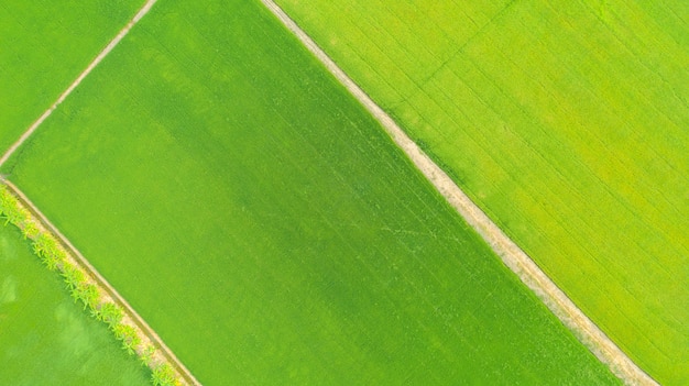 Aerial top view of the yellow and green rice fields