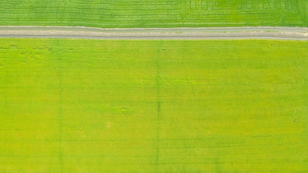 Aerial top view of the yellow and green rice fields