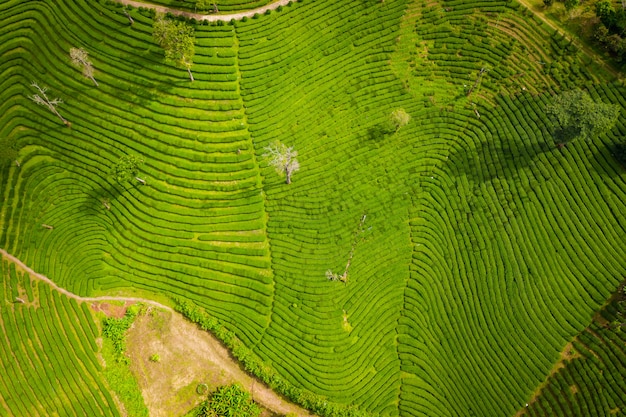 Aerial view agricultural area 