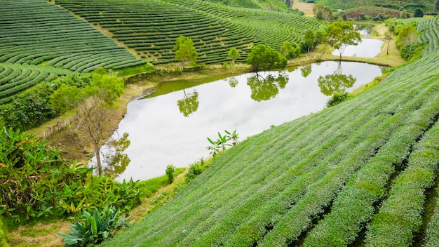 Aerial view agricultural area 