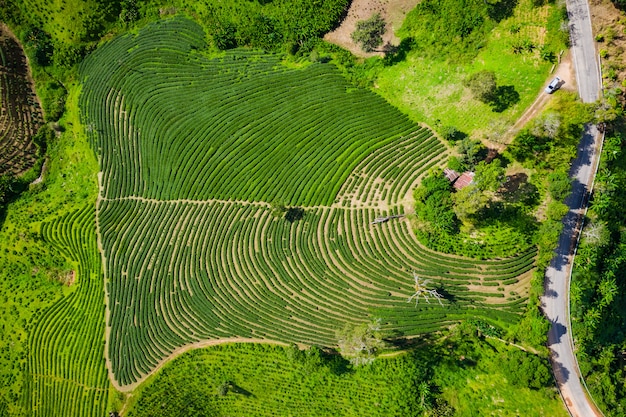 Aerial view agricultural area 