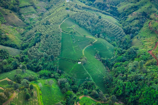 Aerial view agricultural area 