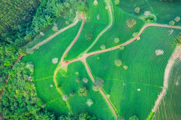 Aerial view agricultural area 