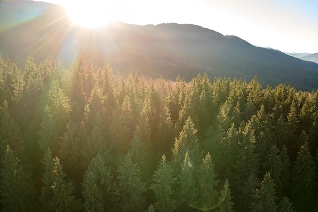 Aerial view of amazing scenery with light beams shining through foggy dark forest with pine trees at autumn sunrise Beautiful wild woodland at dawn