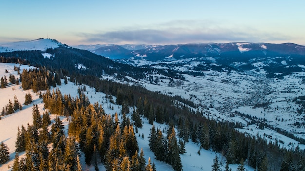 Aerial view andscape of slender tall fir trees