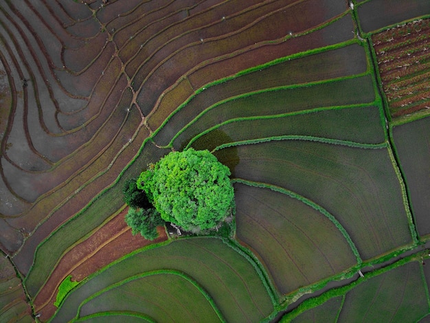 Aerial view of asia in green indonesian rice fields