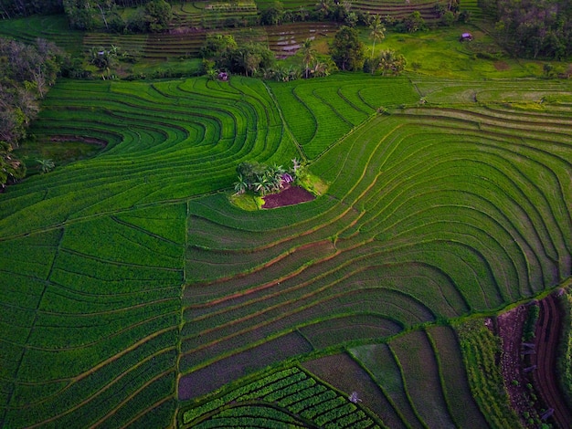 Aerial view of asia in indonesian rice field area with green rice terraces