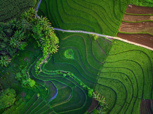 Aerial view of asia in indonesian rice field area with green rice terraces