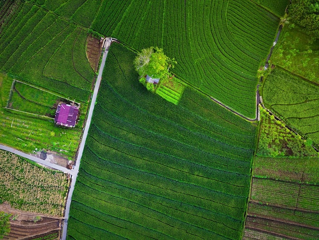 Aerial view of asia in indonesian rice field area with green rice terraces