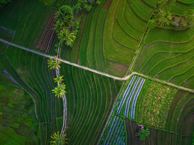 Aerial view of asia in indonesian rice field area with green rice terraces