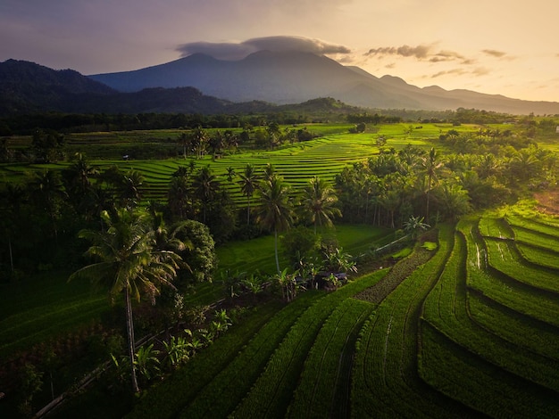 Aerial view of asia in indonesian rice fields with mountains at sunrise