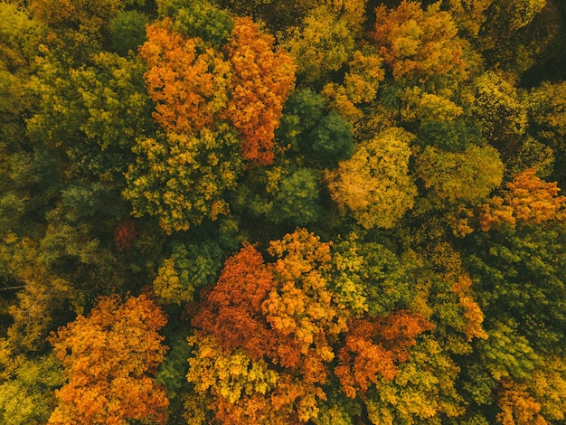 Aerial view of autumn forest colorful copy space