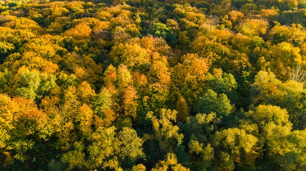 aerial view of beautiful forest landscape with yellow trees from above