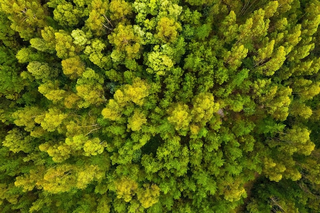 Aerial view of beautiful green forest, shot from above with a drone, natural landscape