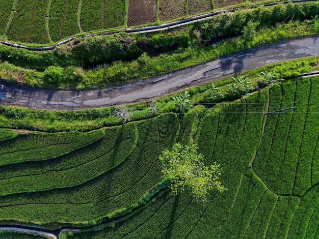 Aerial view beautiful morning view from Indonesia about mountain and forest