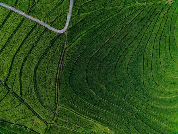 Aerial view beautiful morning view from Indonesia about mountain and forest