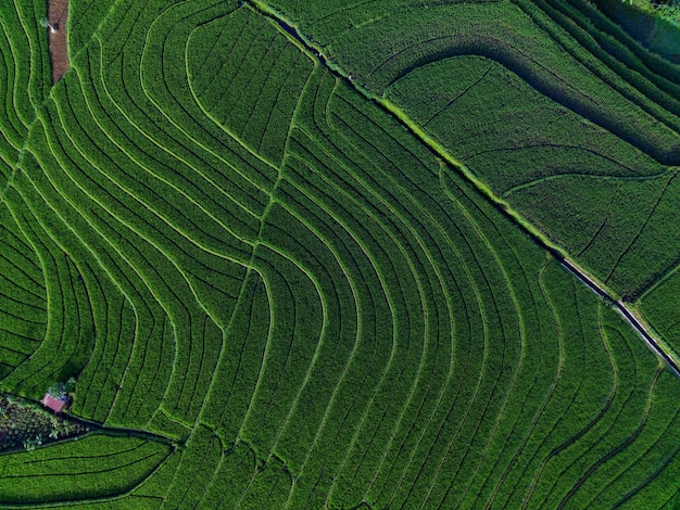 Aerial view beautiful morning view from Indonesia about mountain and forest