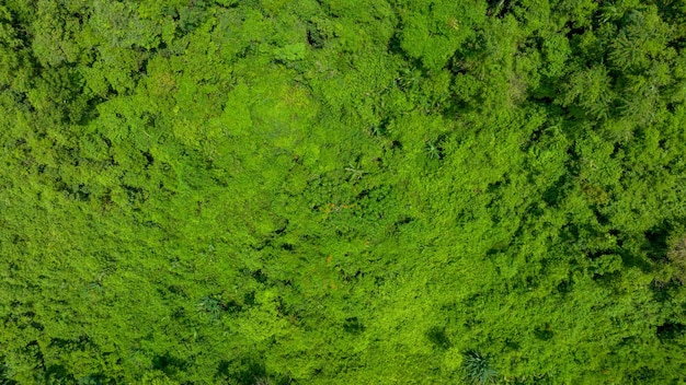 Aerial view of beautiful natural green field of grass in the wild forest mountain concept traveling and relaxing on holiday time