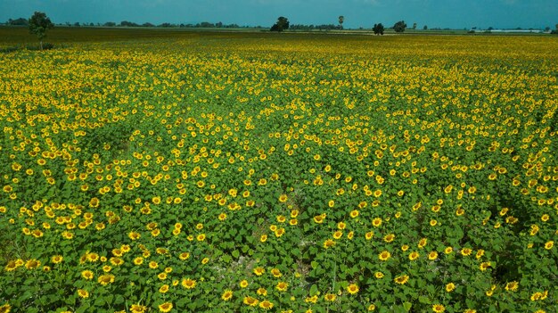 Aerial view of beautiful sunflower field blooming on summer season, Lop Buri provinve