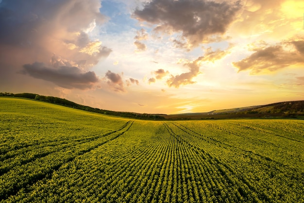 Aerial view of bright green agricultural farm field with growing rapeseed plants at sunset.