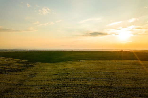 Aerial view of bright green agricultural farm field with growing rapeseed plants at sunset.