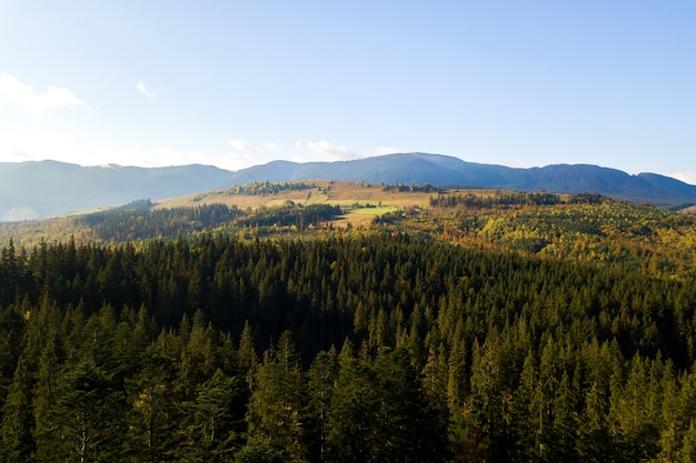 Aerial view of bright green spruce and yellow autumn trees in fall forest and distant high mountains