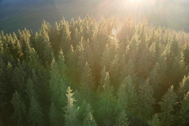 Aerial view of brightly illuminated with sunlight beams foggy dark forest with pine trees at autumn sunrise Amazing wild woodland at misty dawn Environment and nature protection concept