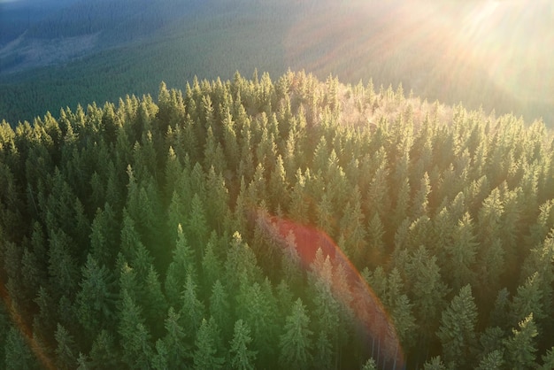 Aerial view of brightly illuminated with sunlight beams foggy dark forest with pine trees at autumn sunrise Amazing wild woodland at misty dawn Environment and nature protection concept