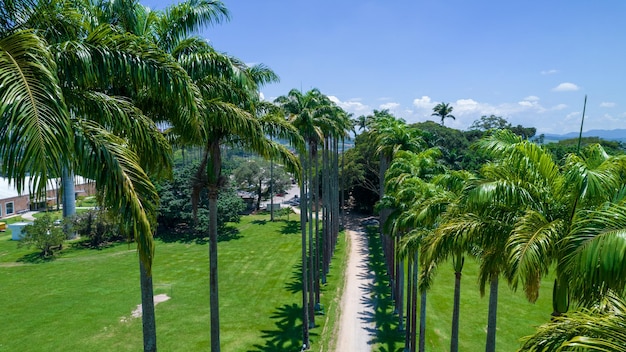 Aerial view of the Burle Marx park Parque da Cidade in Sao Jose dos Campos Brazil Tall and beautiful palm trees