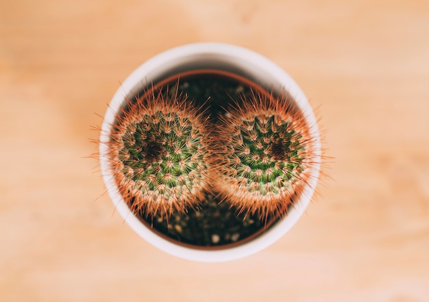 Aerial view of cactus flower pot in a wood table.