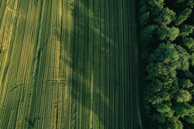 aerial view captures the golden expanse of a wheat field