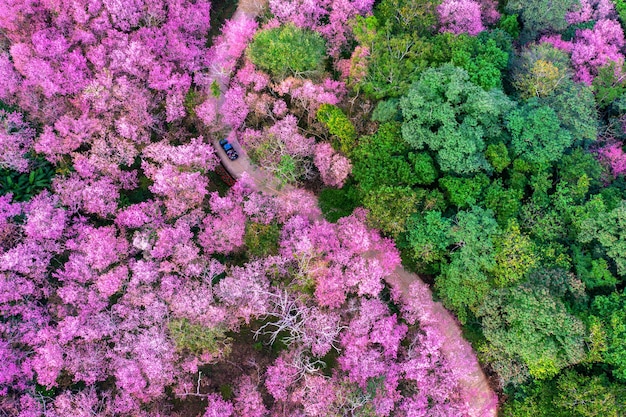 Aerial view of cherry blossom tree at Phu chi fa mountains in Chiang rai province Thailand