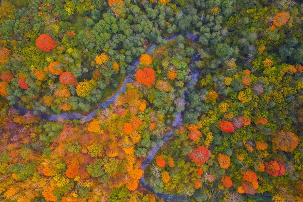 Aerial view of colorful tree tops, Lithuania, fall