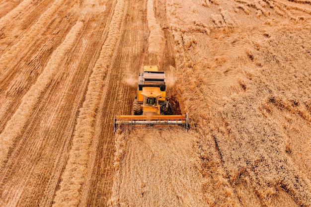 Aerial view of the combine harvester agriculture machine working on golden ripe wheat field