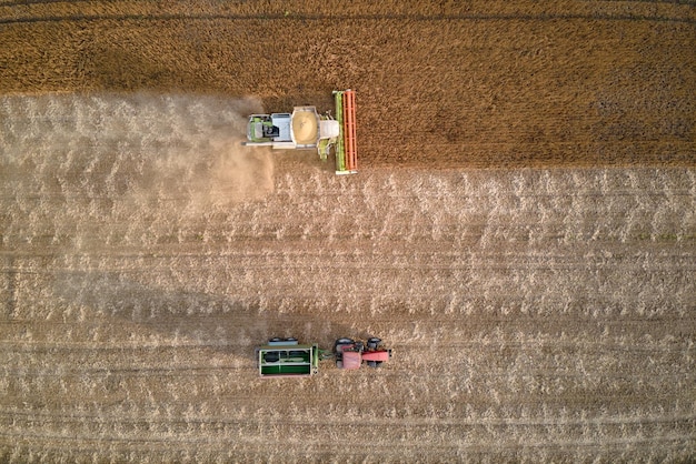 Aerial view of combine harvester and cargo trailer working during harvesting season on large ripe wheat field Agriculture and transportation of raw grain concept