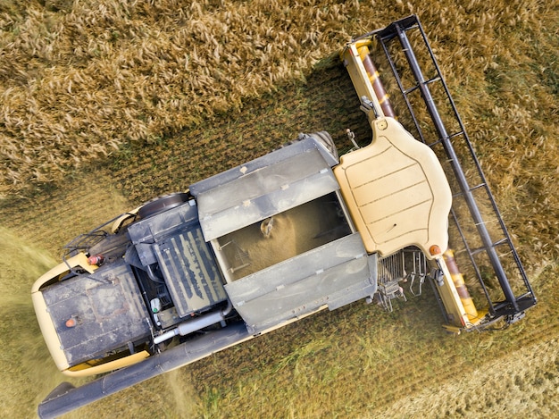 Aerial view of combine harvester harvesting large ripe wheat field. Agriculture from drone view.