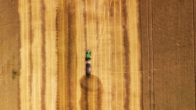 Aerial view on the combine working on the large wheat field