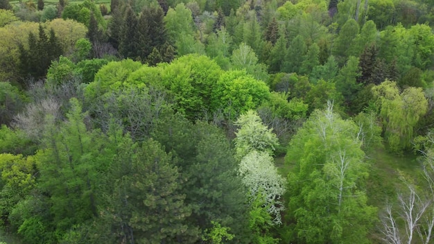 Aerial view of coniferous trees on a green meadow in the park