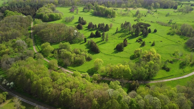 Aerial view of coniferous trees on a green meadow in the park