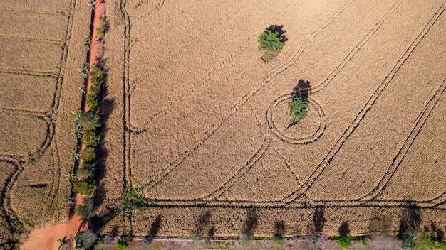 Aerial view of a cornfield in the countryside On a farm in Brazil With planting line marking