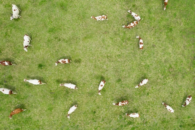 Aerial view of cows in a filed