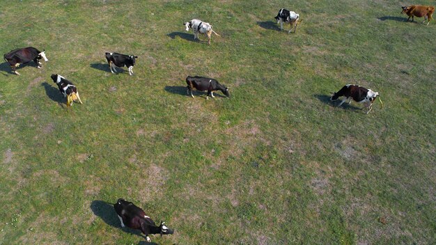 Aerial view of cows on green pasture in Ukraine