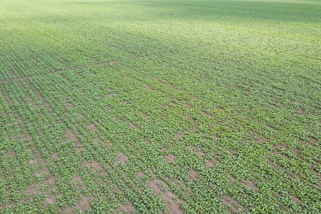 Aerial view of cultivated sugar beet field, top view. Aerial View.