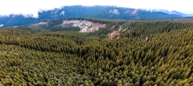 Aerial view of dense green pine forest with canopies of spruce trees in autumn mountains